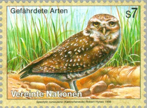 Burrowing Owl (Athene cunicularia)