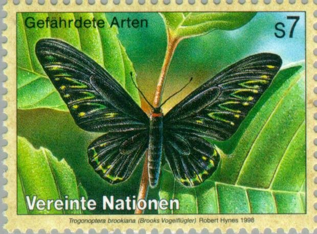 Rajah Brooke's Birdwing (Trogonoptera brookiana)