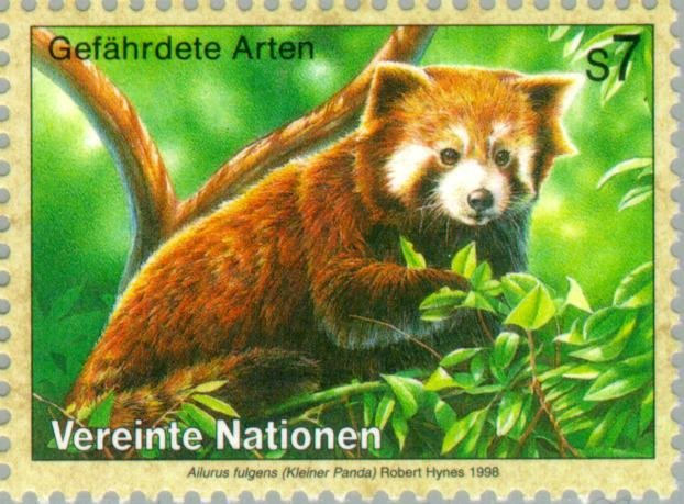 Red Panda (Ailurus fulgens)