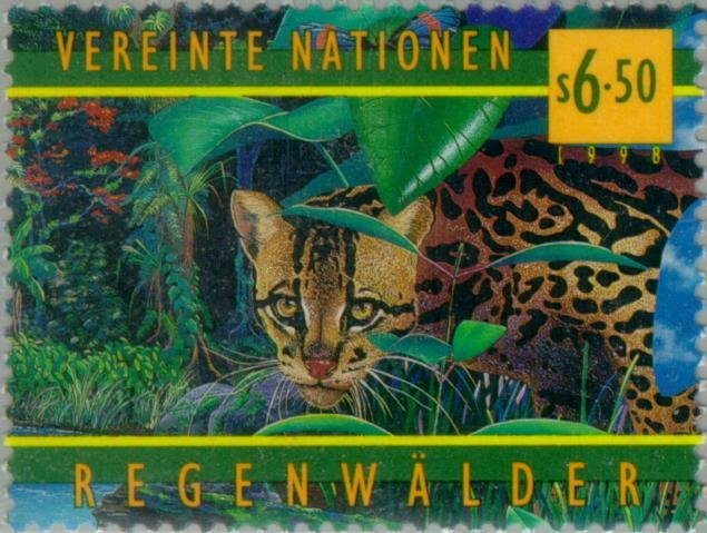 Ocelot (Leopardus pardalis)