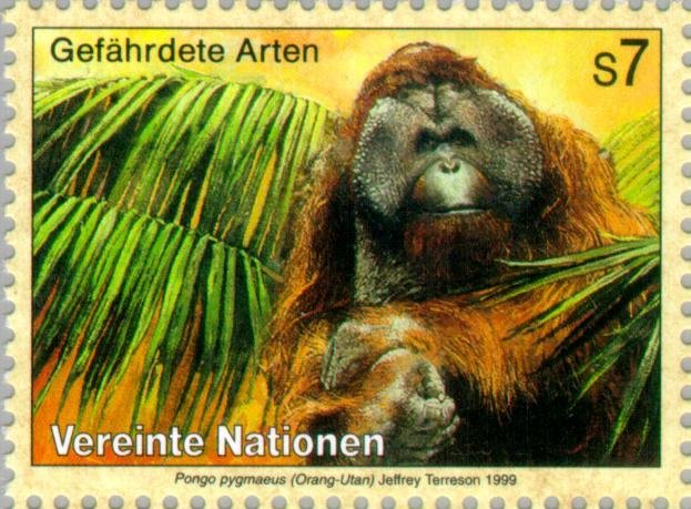 Bornean Orangutan (Pongo pygmaeus)