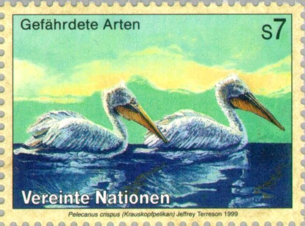 Dalmatian Pelican (Pelecanus crispus)