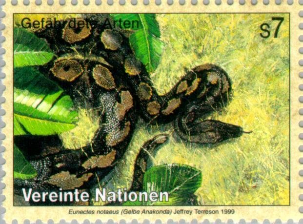 Yellow Anaconda (Eunectes notaeus) 