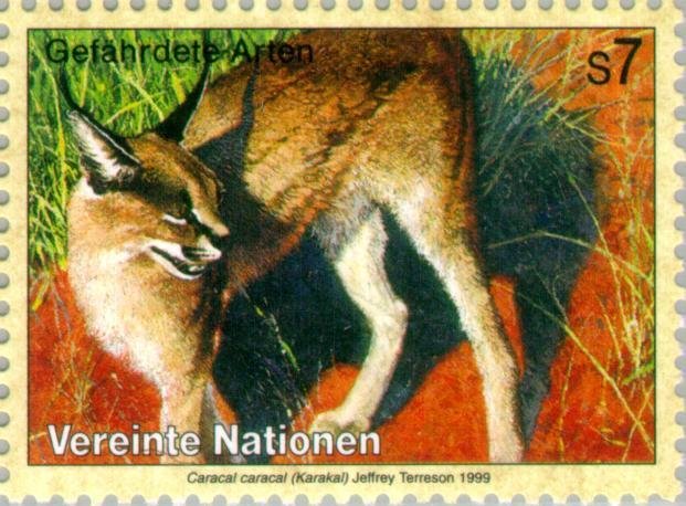 Carakal (Caracal caracal)