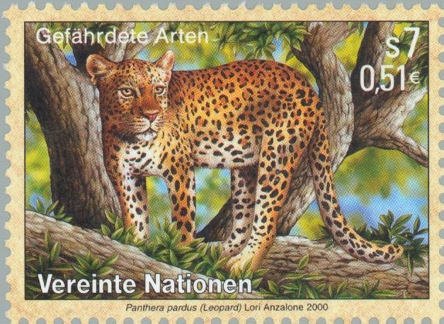 Leopard (Panthera pardus)