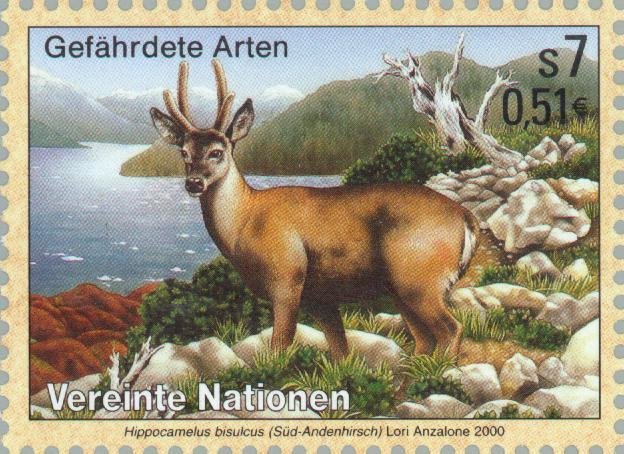 South Andean Deer (Hippocamelus bisulcus)