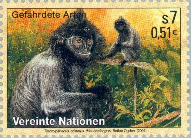 Silvered Leaf-monkey (Trachypithecus cristatus)