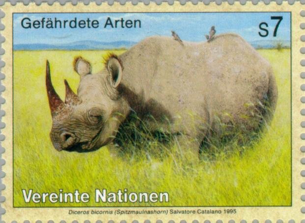 Black Rhinoceros (Diceros bicornis)