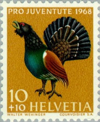 Western Capercaillie (Tetrao urogallus)