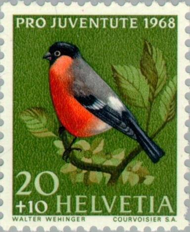 Eurasian Bullfinch (Pyrrhula pyrrhula)