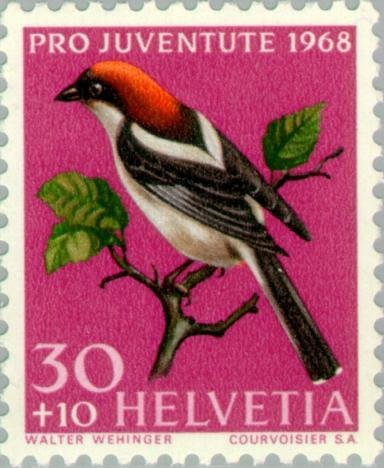 Woodchat Shrike (Lanius senator)