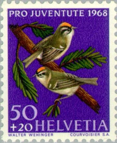 Common Firecrest (Regulus ignicapilla)