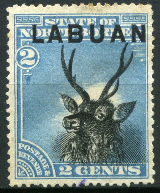 Sambar Deer (Cervus unicolor)