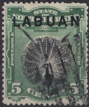 Great Argus Pheasant (Argusianus argus)