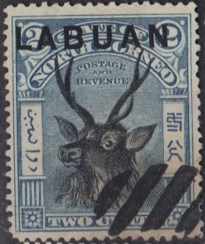 Sambar Deer (Cervus unicolor)