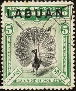Great Argus Pheasant (Argusianus argus)