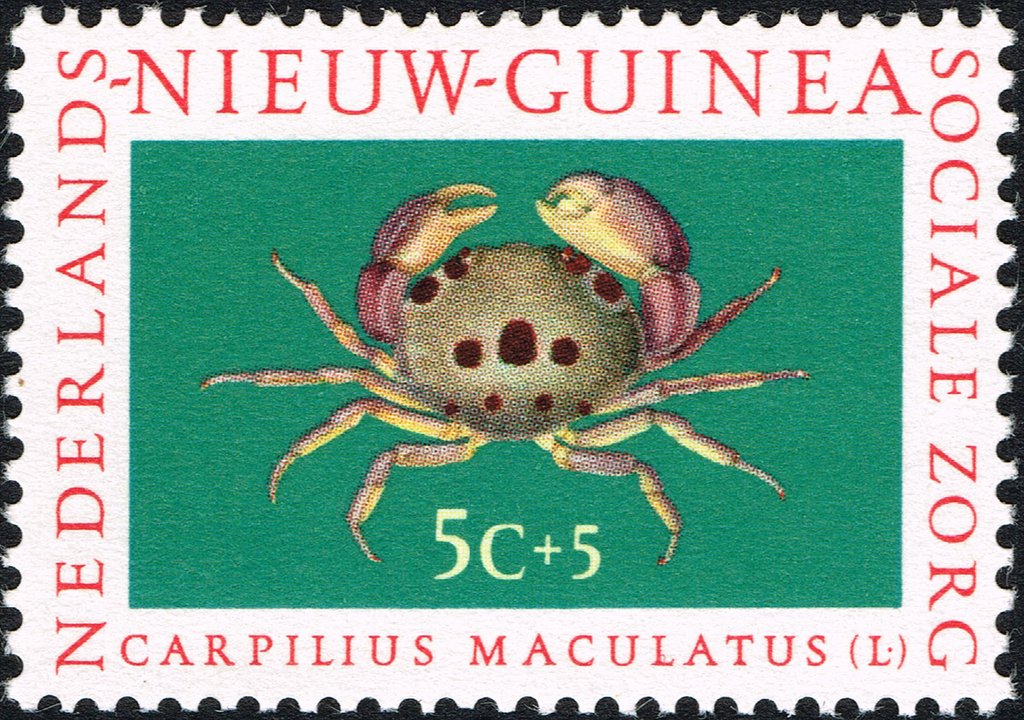 Spotted Reef Crab (Carpilius maculatus)