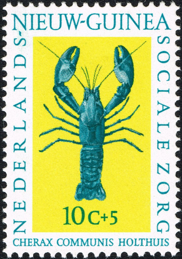 Blue Papuan Freshwater Crayfish (Cherax communis)