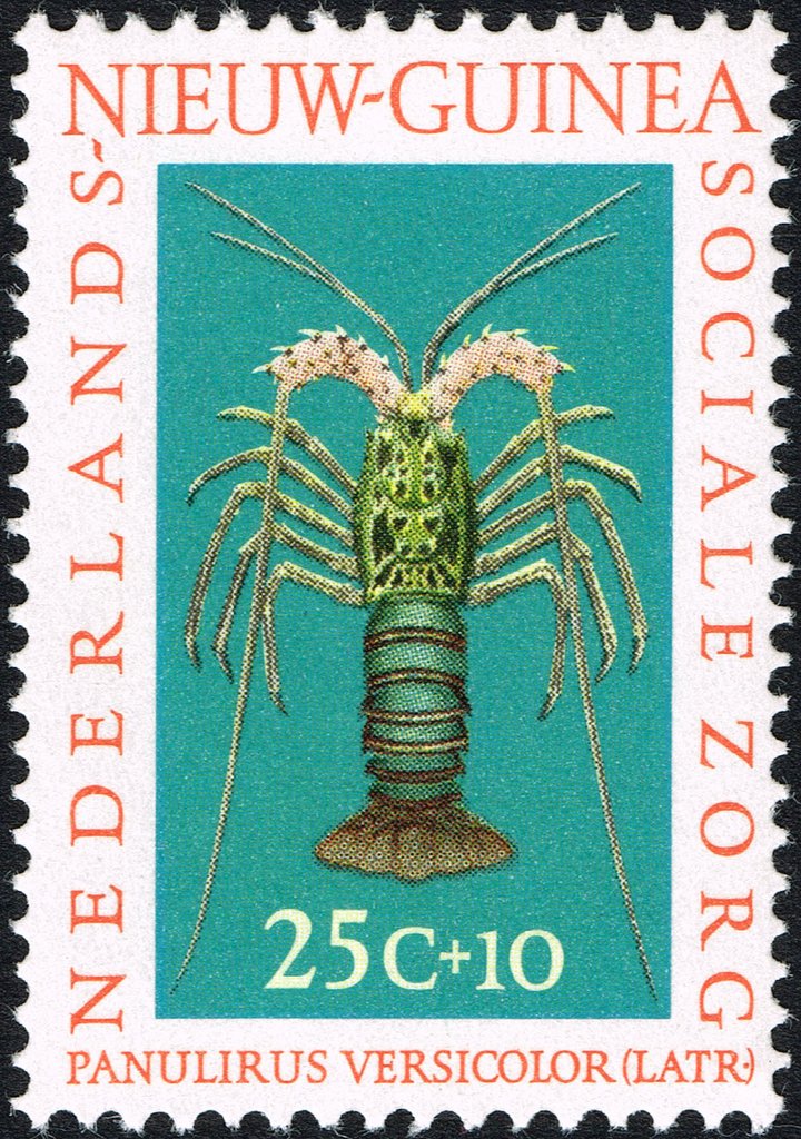Tahitian Prawn (Macrobrachium lar)