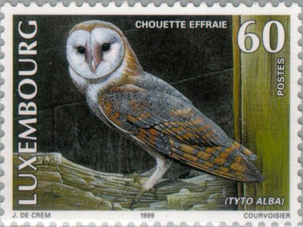 Western Barn Owl (Tyto alba)