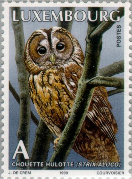 Tawny Owl (Strix aluco)