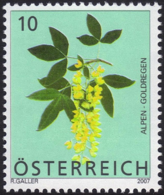 Scotch Laburnum (Laburnum Alpinum)