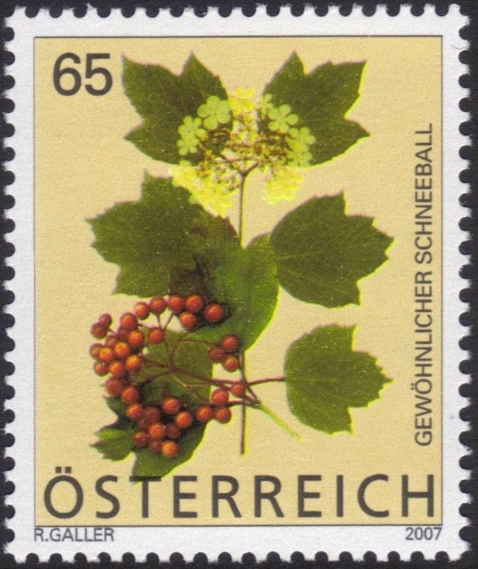 Guelder Rose (Viburnum Opulus)
