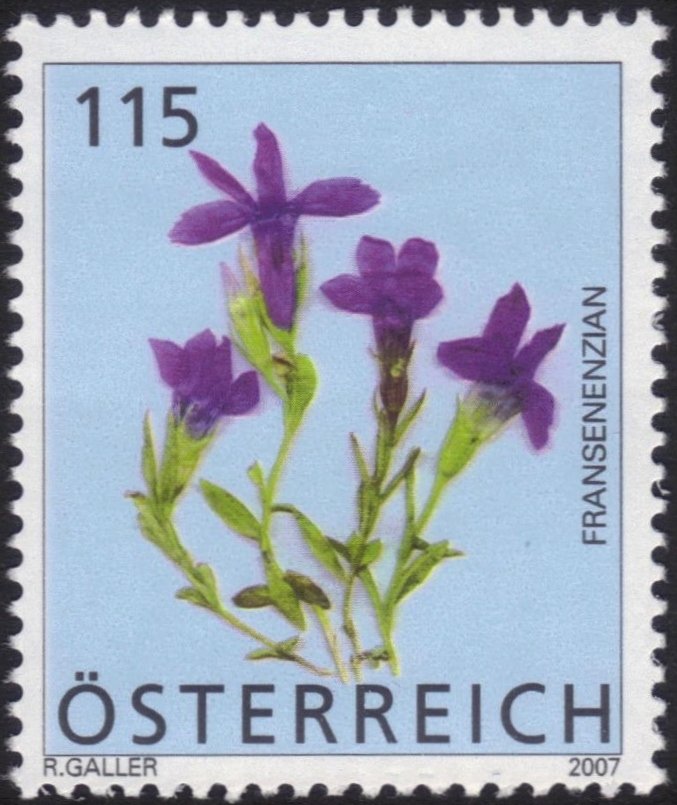 Gentianopsis ciliata L.
