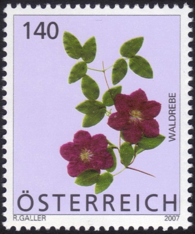 Clematis (Clematis sp.)