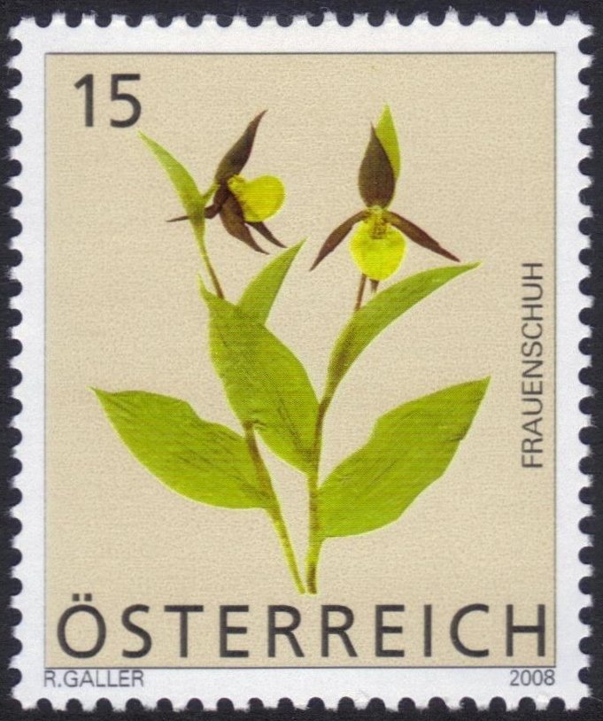 Lady's slipper orchid (Cypripedium calceolus)