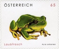 Common Tree Frog (Hyla arborea)