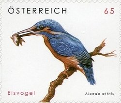 Common Kingfisher (Alcedo atthis)