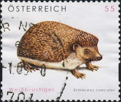 Northern White-breasted Hedgehog (Erinaceus roumanicus)