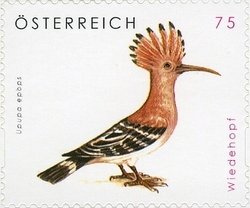 Eurasian Hoopoe (Upupa epops)