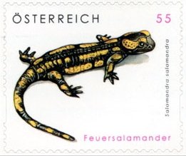 Common Fire Salamander (Salamandra salamandra)