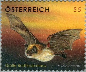 Brandt's Bat (Myotis brandtii)