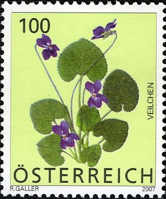 Violet - Viola odorata