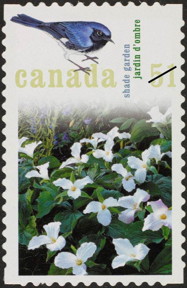 Shade Garden, Black-throated Blue Warbler (Dendroica caerule