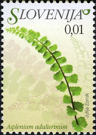 Flowers of Slovenia - Asplenium adulterinum