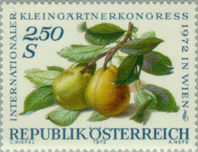 Pear branch