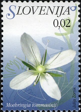 Flowers of Slovenia - Moehringia tommasinii