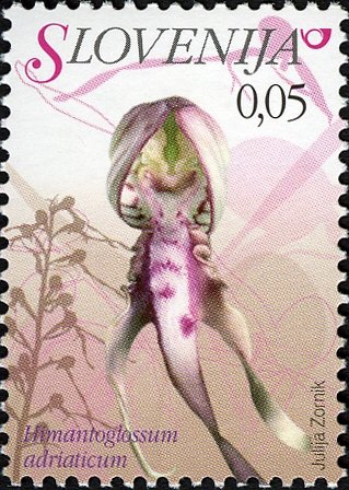 Flowers of Slovenia - Himantoglossum adriaticum