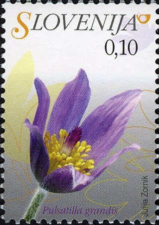 Flowers of Slovenia - Pulsatilla grandis