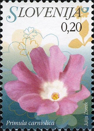 Flowers of Slovenia - Primula carniolica