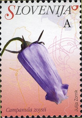 Flowers of Slovenia - Campanula zoysii, Favratia zoysii