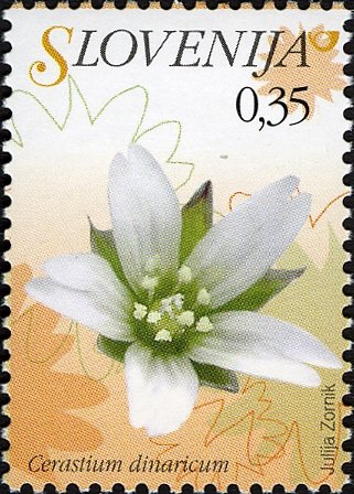 Flowers of Slovenia - Cerastium dinaricum