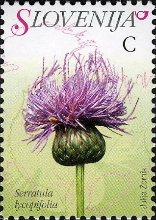 Flowers of Slovenia - Serratula lycopifolia