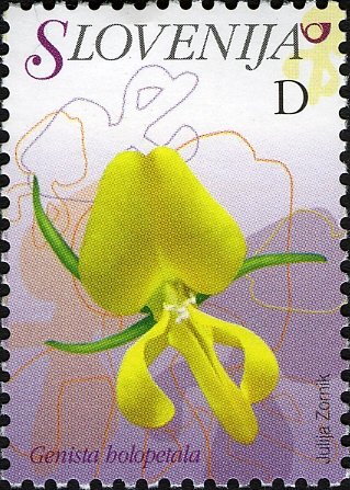 Flowers of Slovenia - Genista holopetala