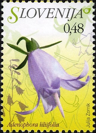 Flowers of Slovenia - Adenophora liliifolia