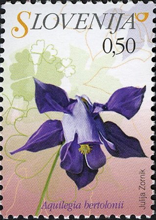 Flowers of Slovenia - Aquilegia bertolinii
